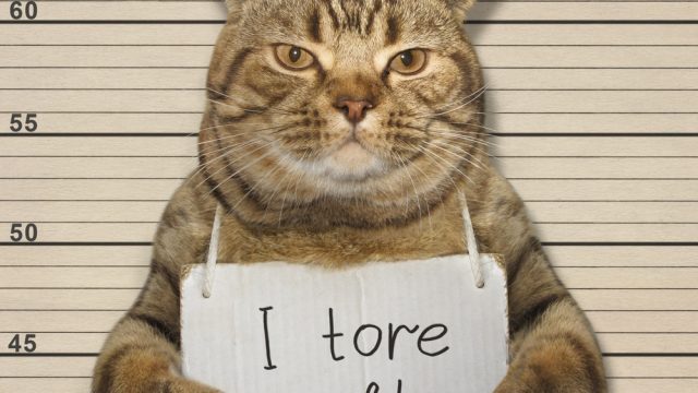 cat
