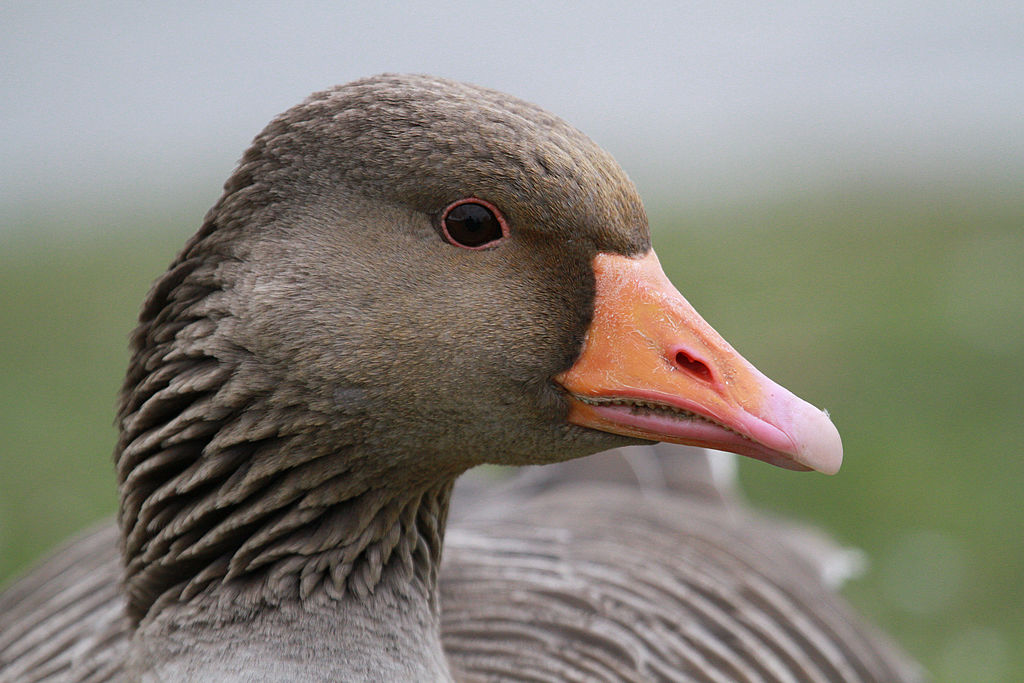 This goose attacked a police officer because birds don't care about ...