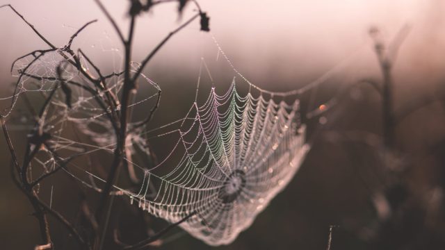 spider web