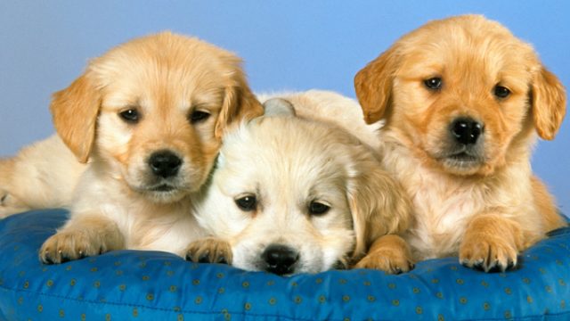 golden-puppies-pet-names