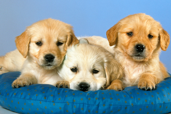 These international pet names are so cute, you'll want to adopt a pet and name her ASAP - HelloGigglesHelloGiggles These international pet names are so cute, you'll want to adopt a pet and name her ASAP - HelloGigglesHelloGiggles