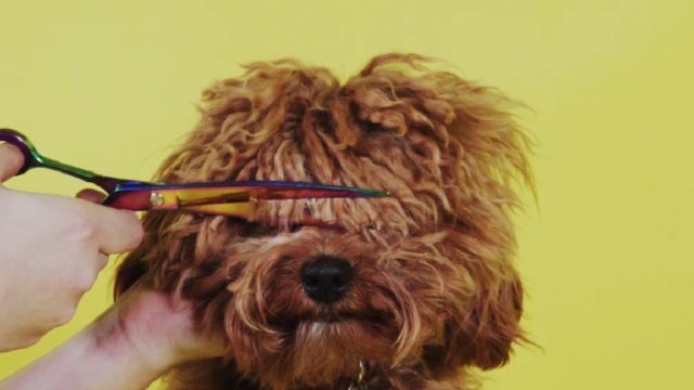 dogs getting their bangs trimmed