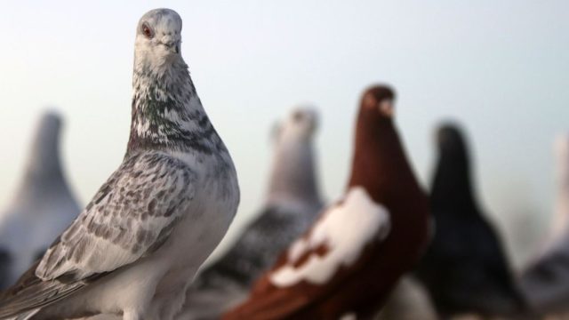 flock of Pigeons in Jordan