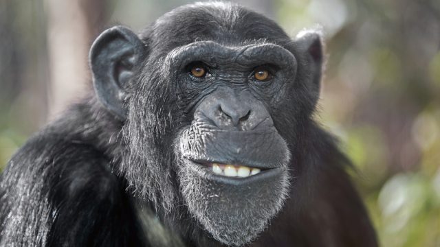 chimpanzee
