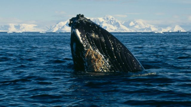 Humpback Whale surfacing in waters of Antarctica