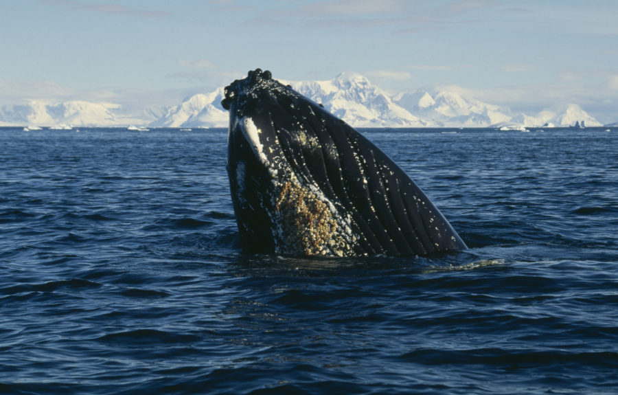 what-does-antarctica-look-like-to-a-humpback-whale-now-we-know-and-it