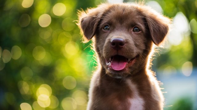 Portrait of brown puppy with bokeh background