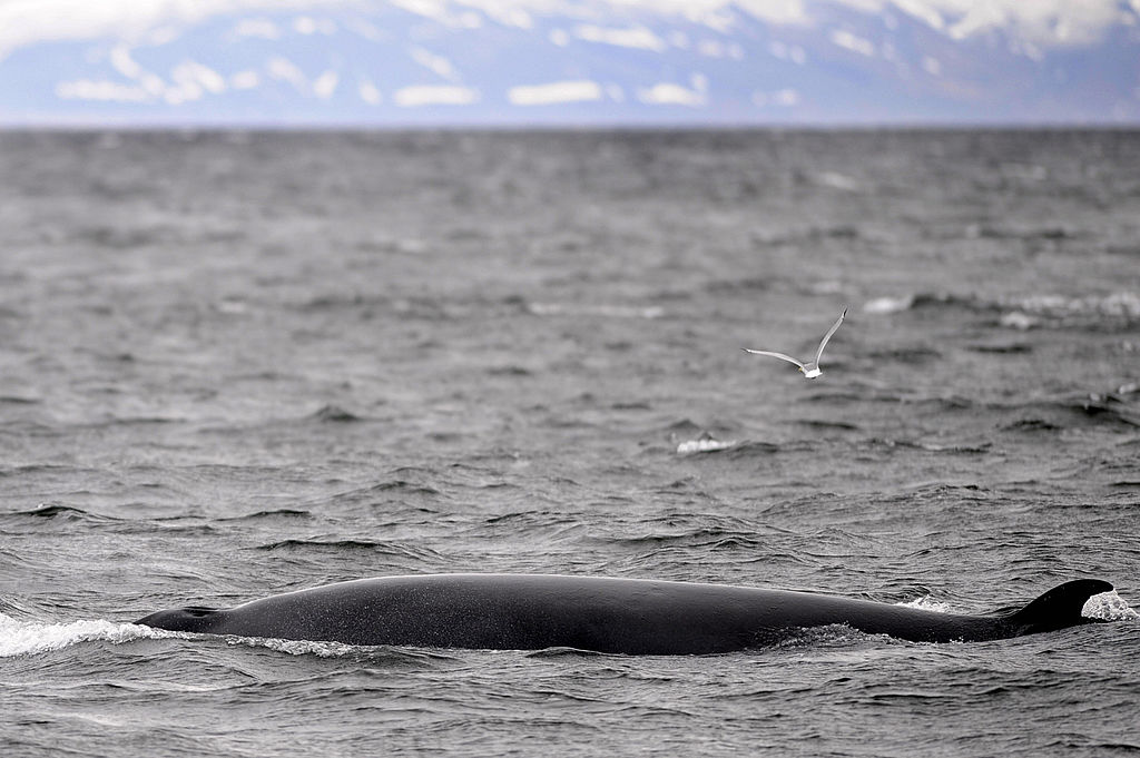 what-does-antarctica-look-like-to-a-humpback-whale-now-we-know-and-it