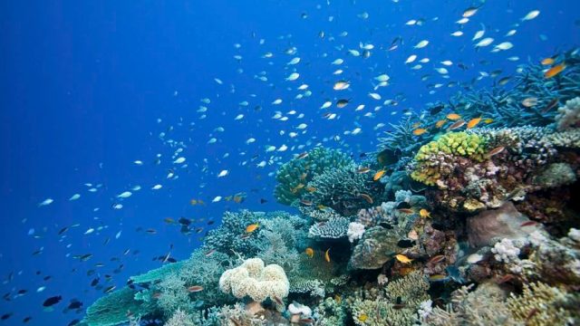 Reef scene with fish and corals
