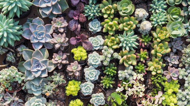succulents