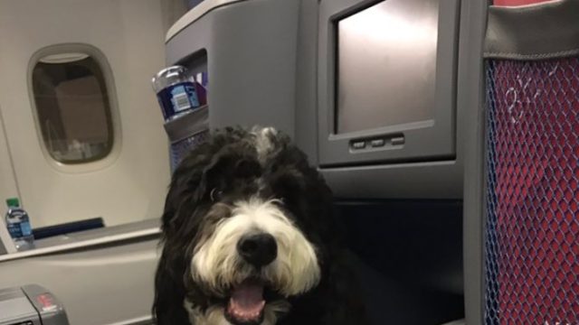 dog1