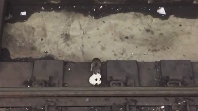 rats bagel subway