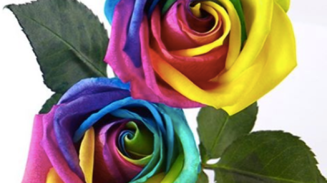 unicorn roses