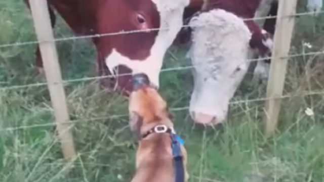 dog and cow kiss