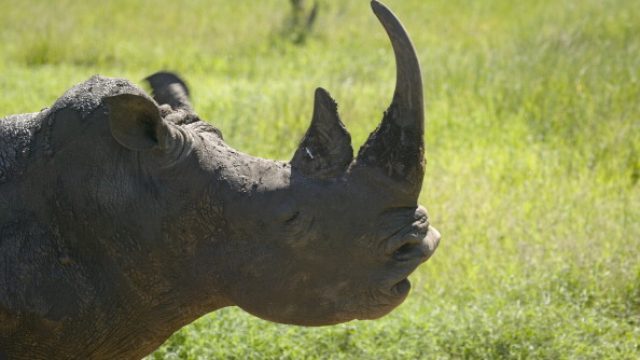 white rhino