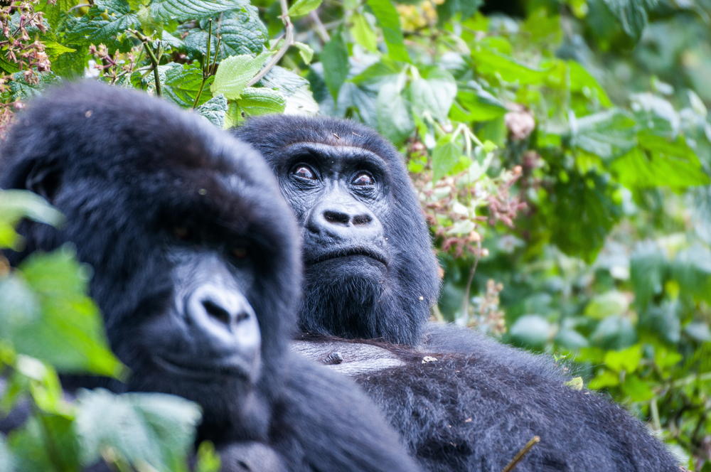 A man dressed as a gorilla just finished a marathon, but you won't ...