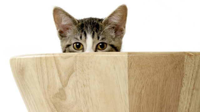 kitten