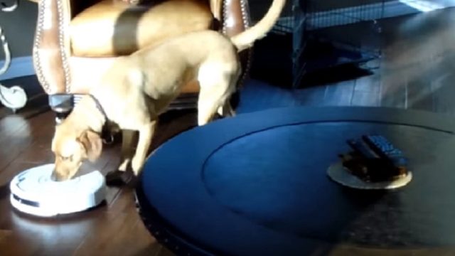 dog turns off roomba