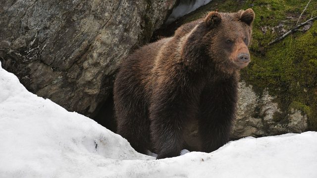 Eurasian brown bear in the snow in early spring emerging from den among rocks in woodland, Bavarian Forest National Park, Germany