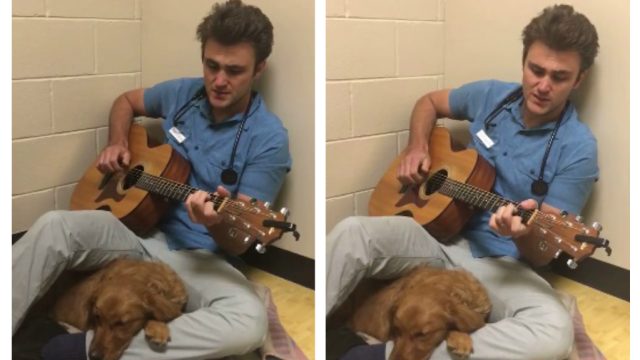 vet serenades nervous dog before surgery