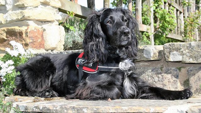 crw1k-dog-rescues-cats-3