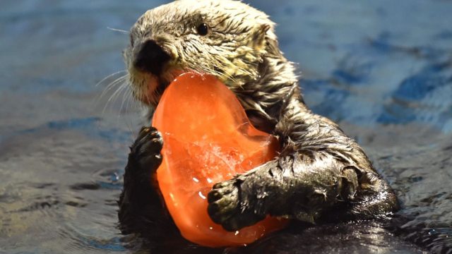 otter