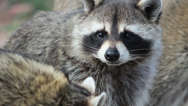 raccoon