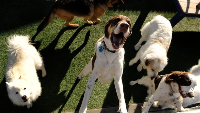 Big dogs playing together