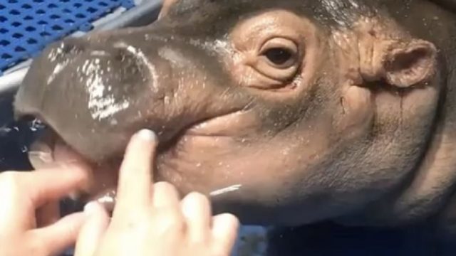 fiona baby hippo teething