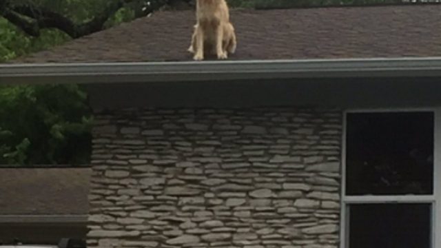 huck-the-roof-dog2