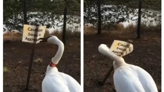 swan attacks caution sign about swans
