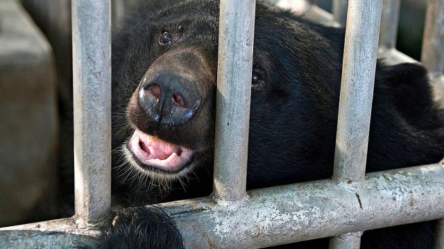 Black bear peeking through the bars