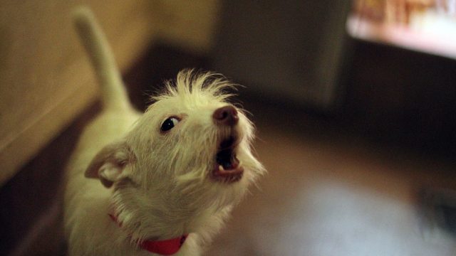 little white Terrier mix barking
