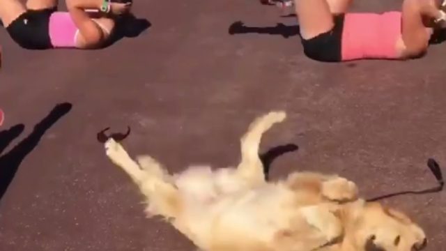 golden retriever ab workout