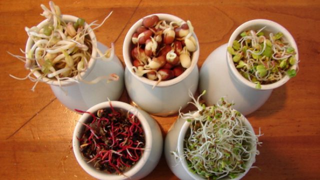 A variety of sprouts, which can make you sick