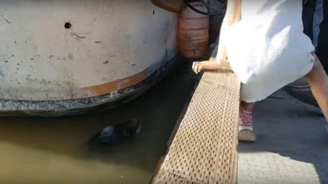 A little girl sits on the edge of a dock seconds before being dragged into water by a sea lion