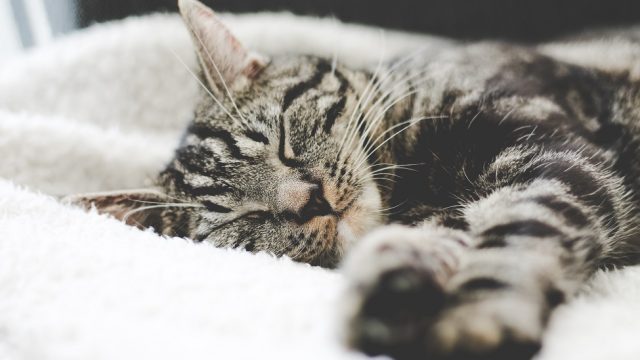 cat-cuddler-job