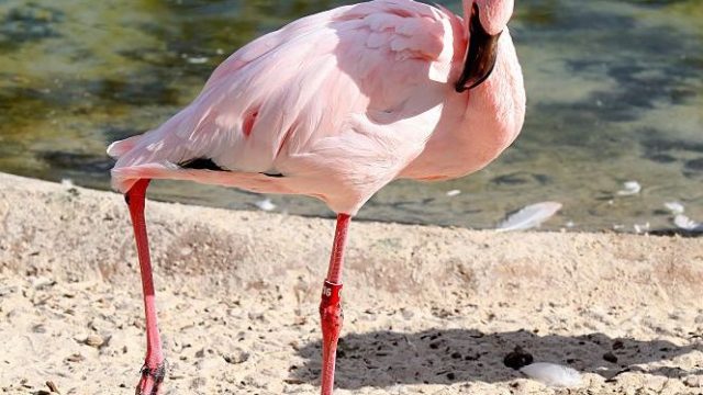 Flamingo at the Memphis Zoo