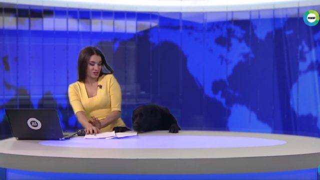 dog interrupts news broadcast