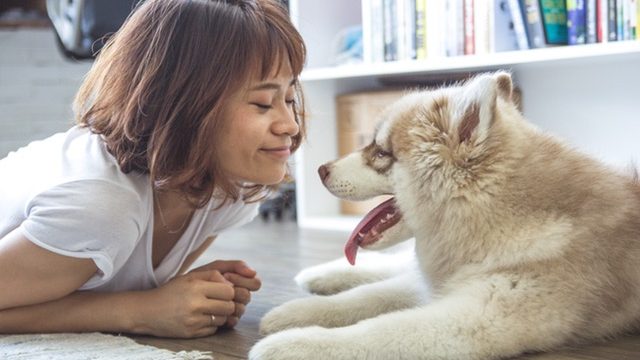 Young woman looking at a husky puppy