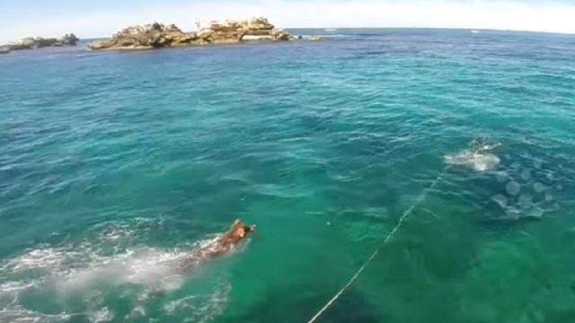 dog plays with wild seal