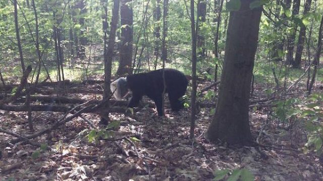 bear