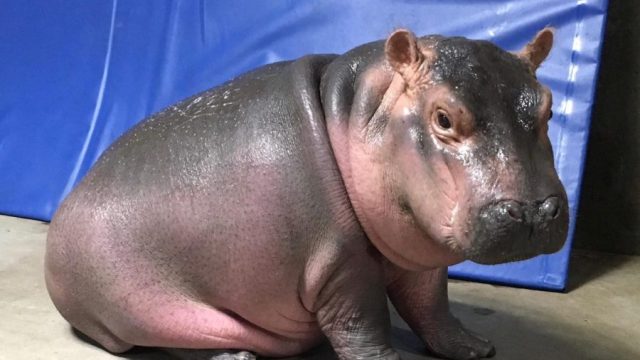 fiona