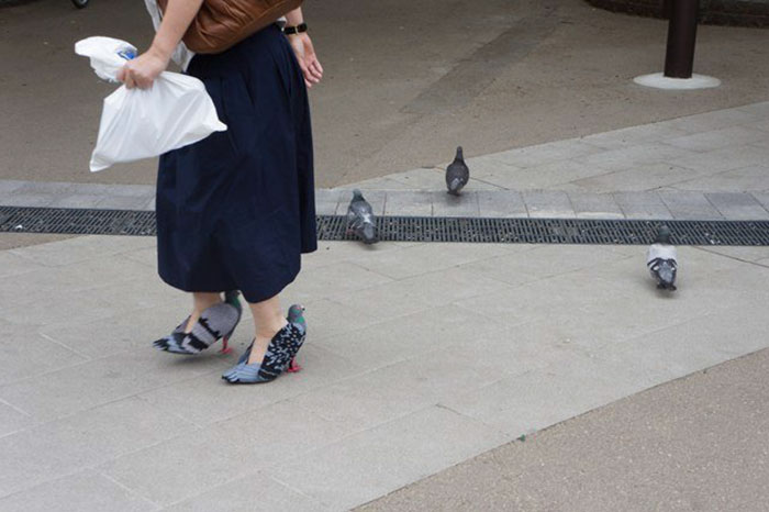 pigeonshoes.jpg
