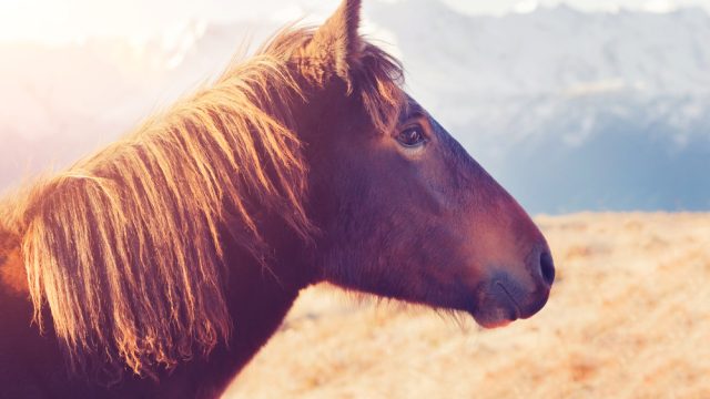 Head of a brown horse in a field.