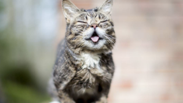Lil Bub