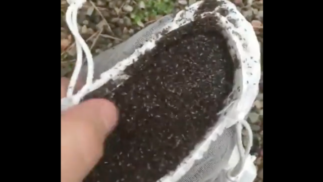 Image from the bag of gnats video