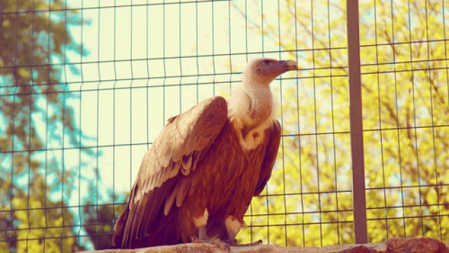 vulture