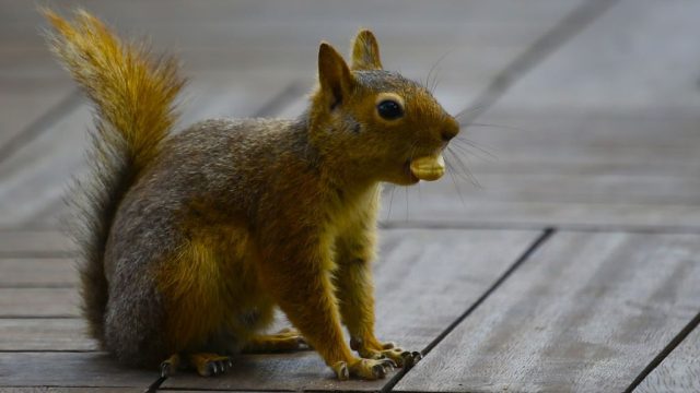 Squirrel eats dried fruit