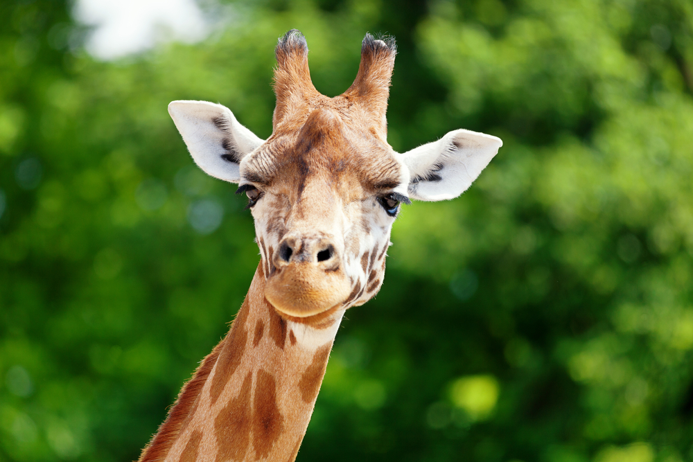 The Internet Cannot Figure Out If There's A Giraffe In This Video, So 